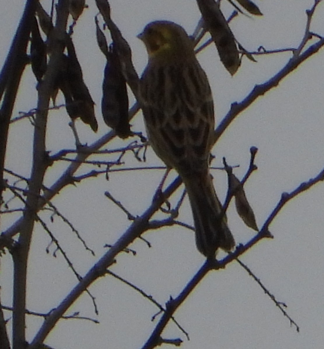 Yellowhammer - ML555641681