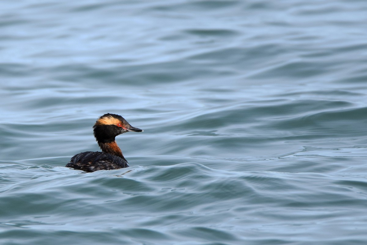 Horned Grebe - ML55564191