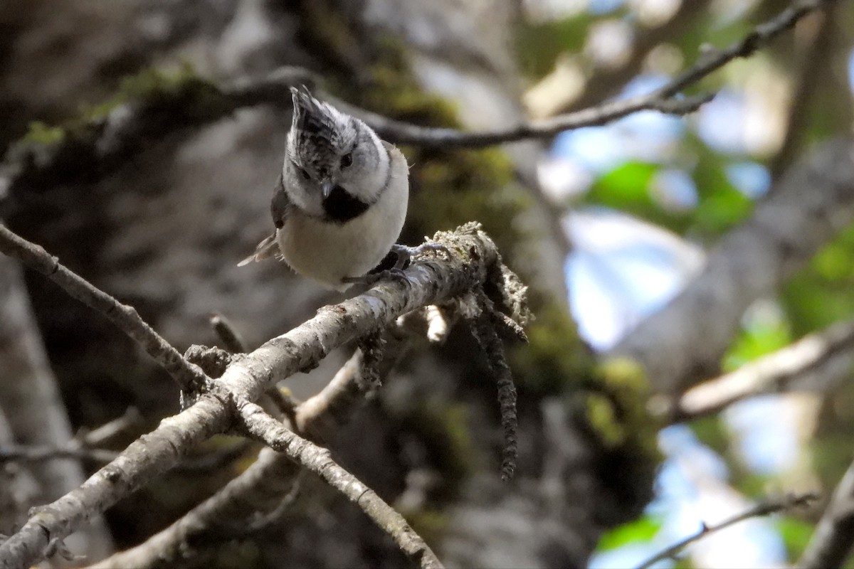 Crested Tit - ML555642131