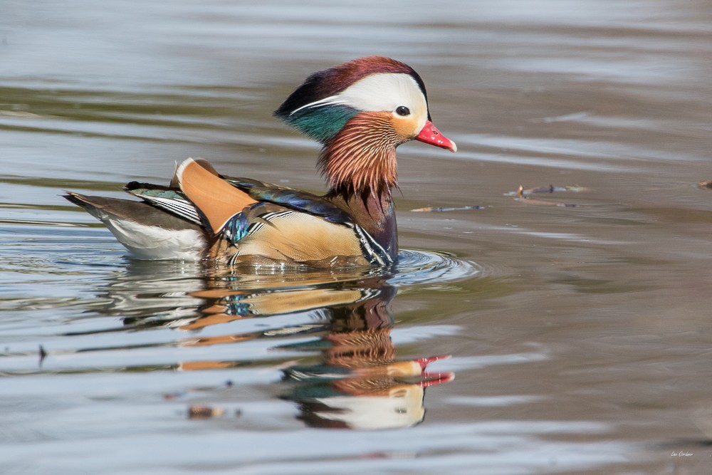Mandarin Duck - ML55564241