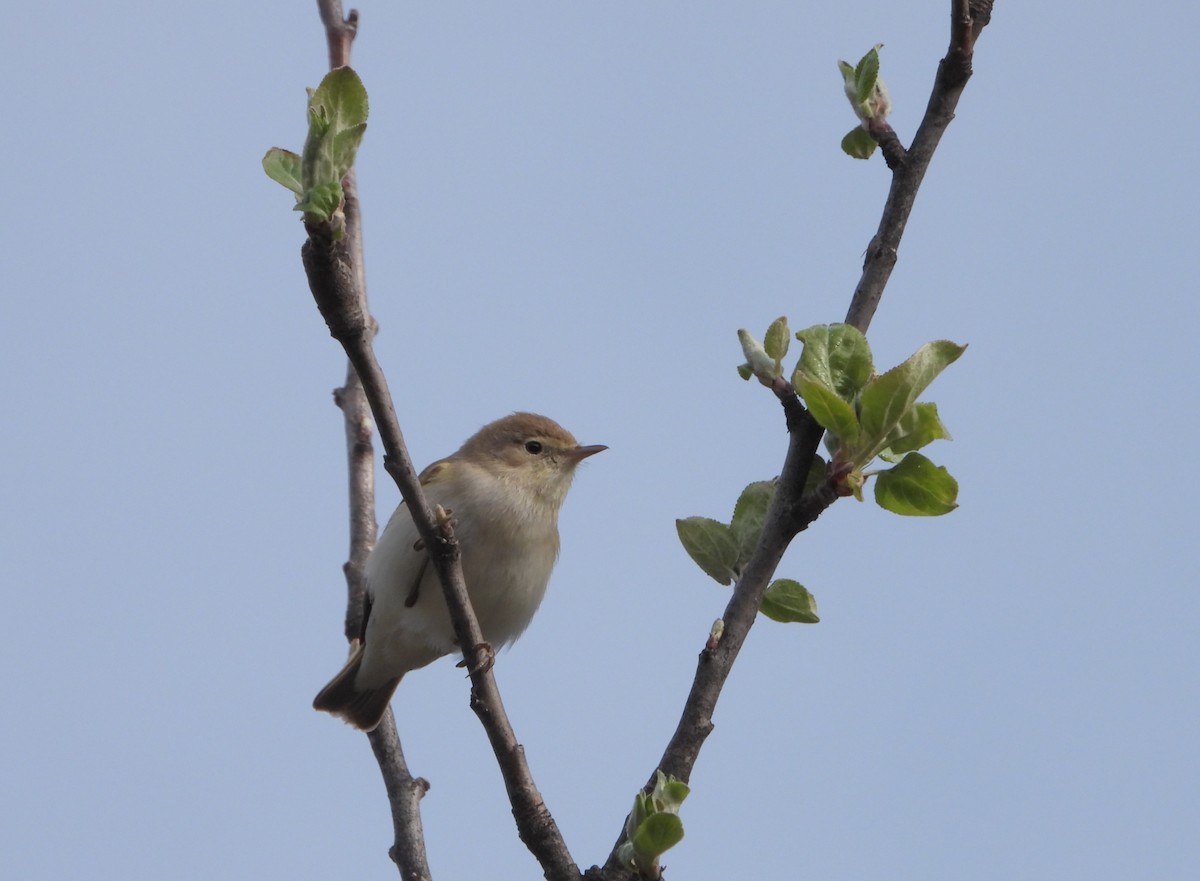 Mosquitero Papialbo - ML555642421