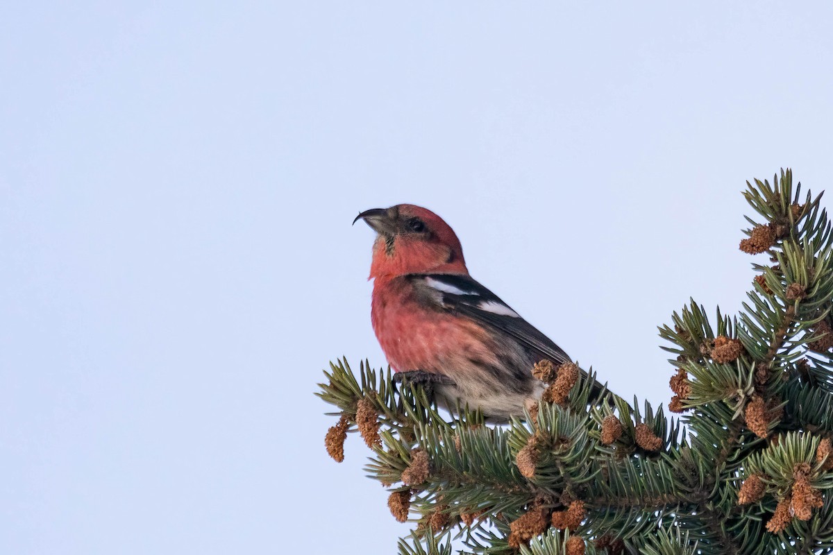 White-winged Crossbill - ML555643421