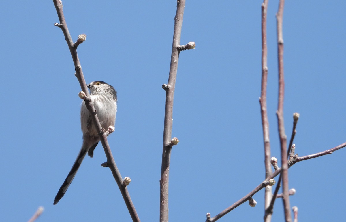 Long-tailed Tit - ML555643611