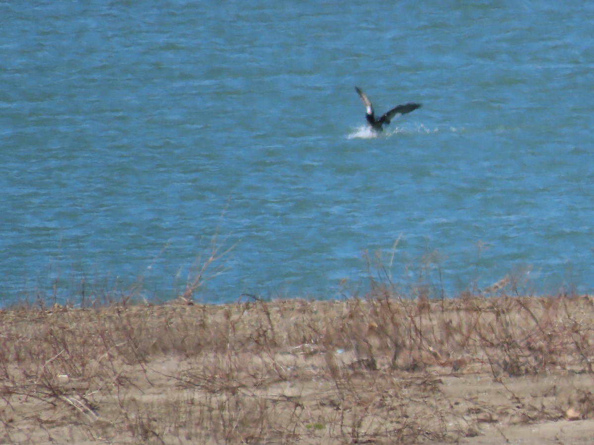 White-winged Scoter - ML555643621