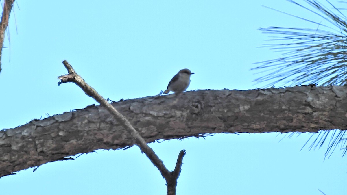 Brown-headed Nuthatch - Eric Demers