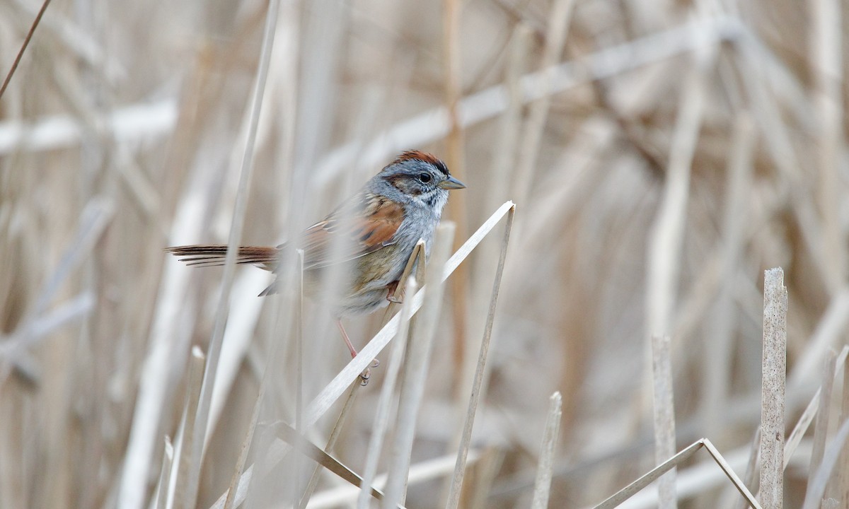 Swamp Sparrow - ML555645101