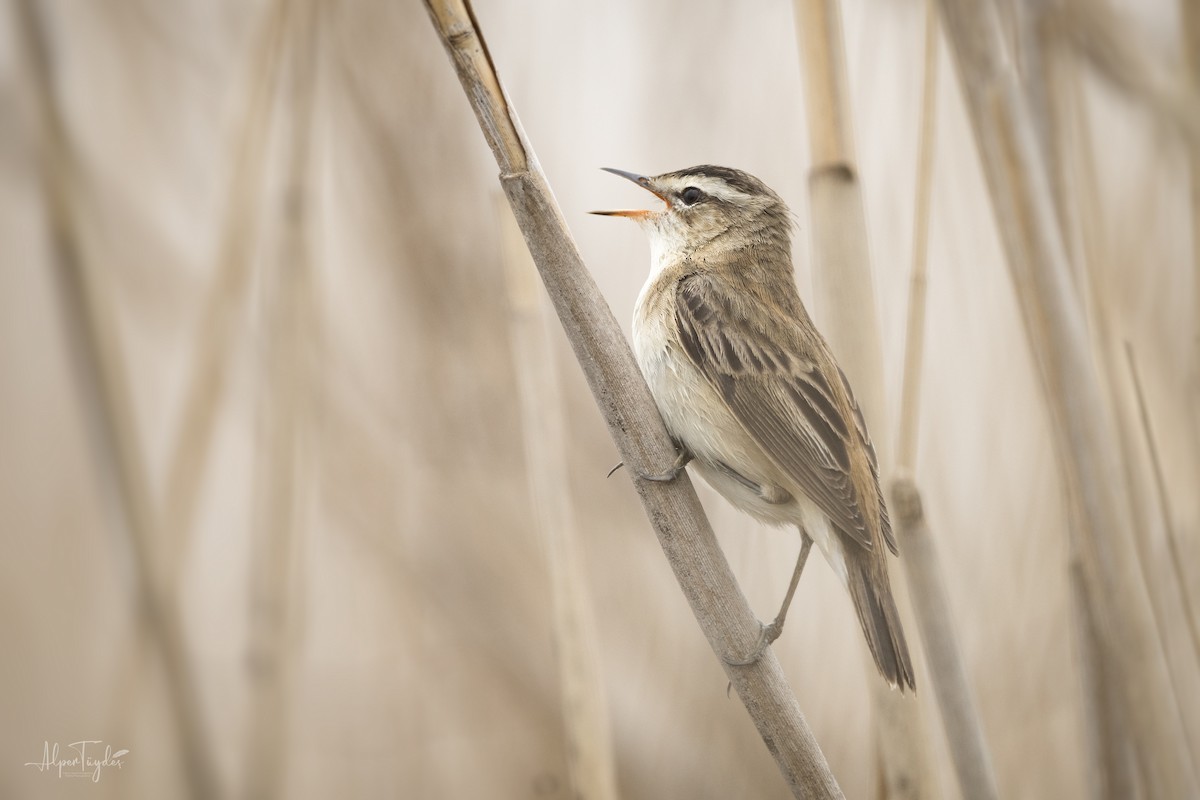 Sedge Warbler - Alper Tüydeş