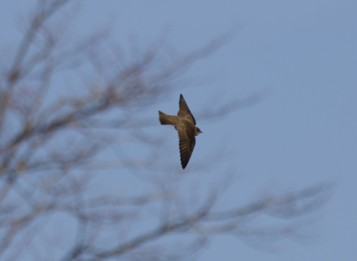 Northern Rough-winged Swallow - ML555646361