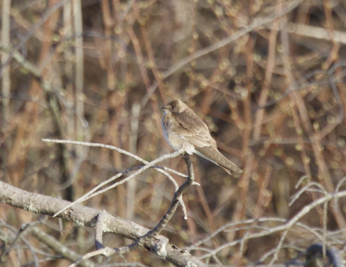 Northern Rough-winged Swallow - ML555646441