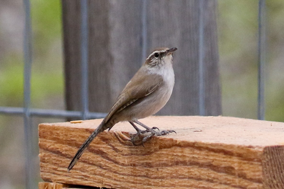 Bewick's Wren - ML555647111