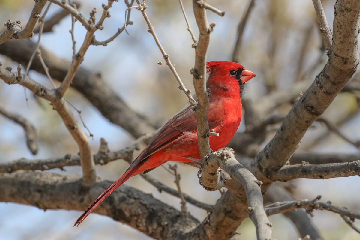 Northern Cardinal - ML555647321