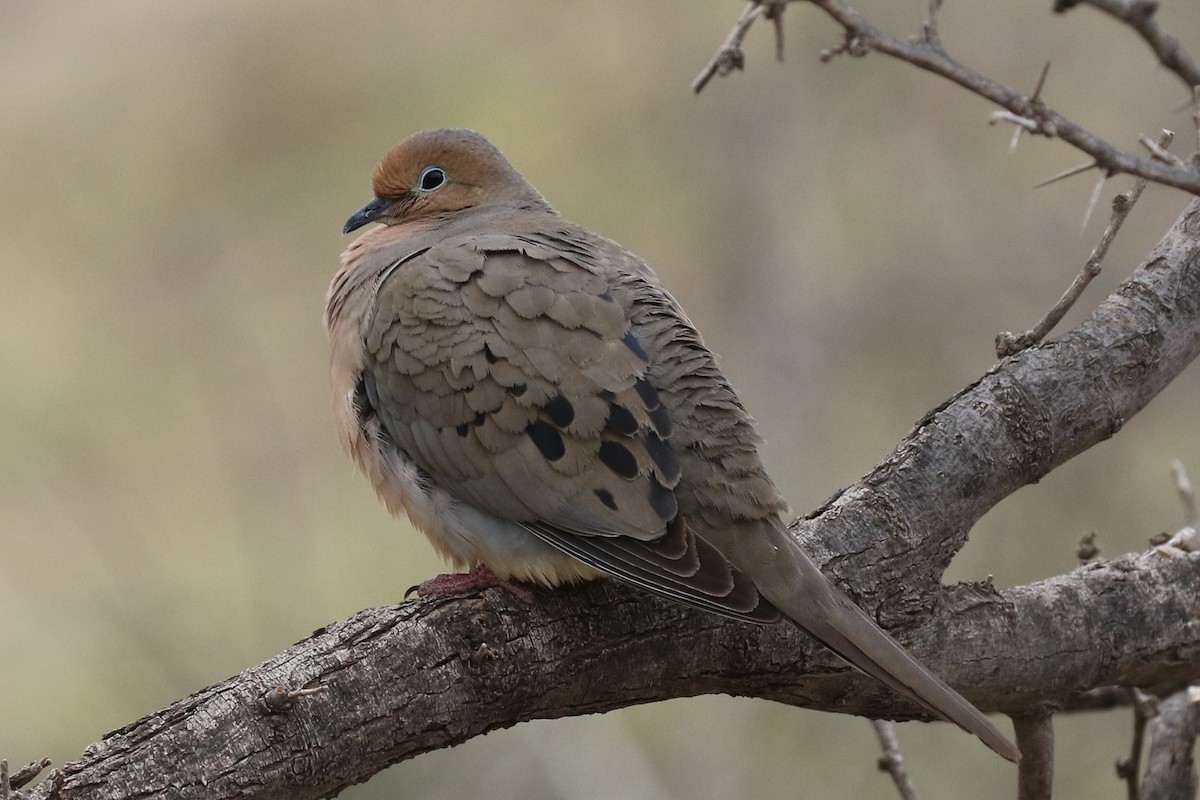 Mourning Dove - ML555647481