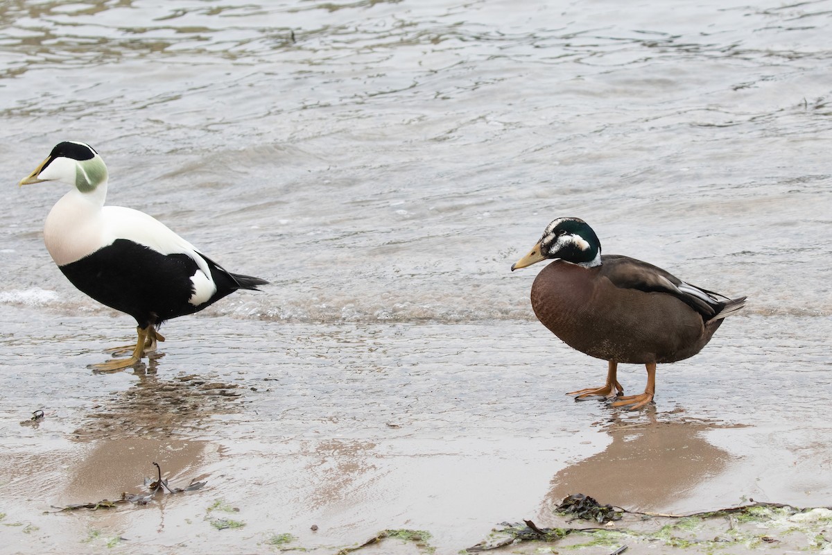 Mallard x Common Eider (hybrid) - Jonathan Farooqi