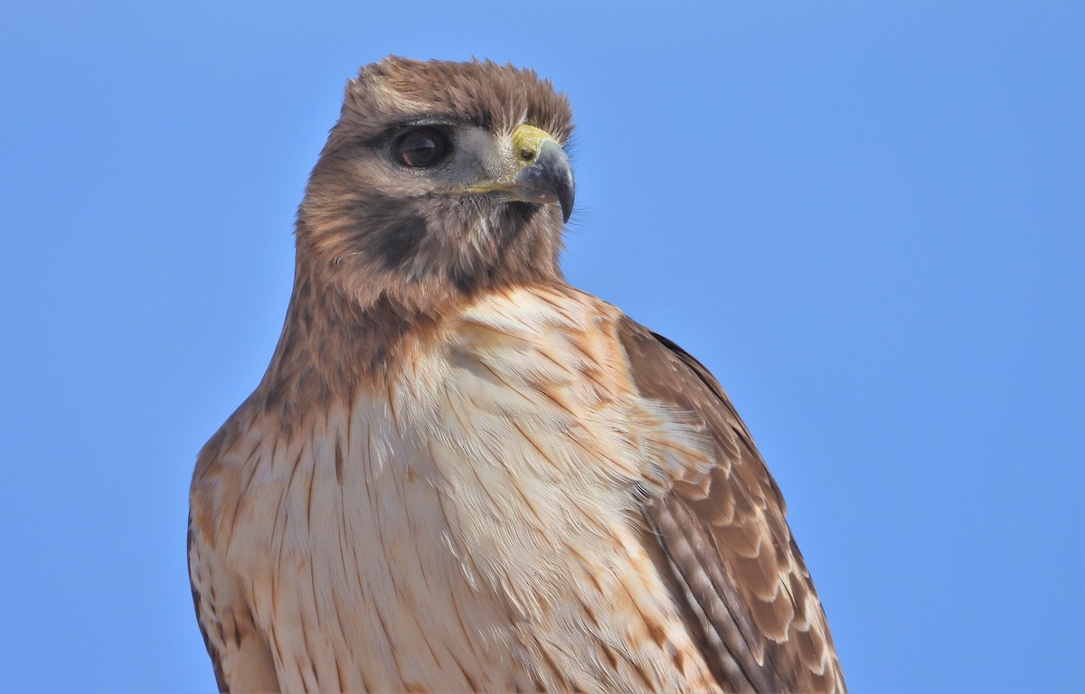 Red-tailed Hawk - ML555648191