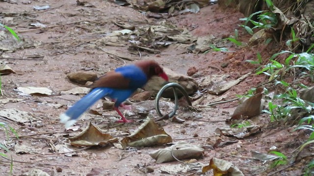 Sri Lanka Blue-Magpie - ML555648761