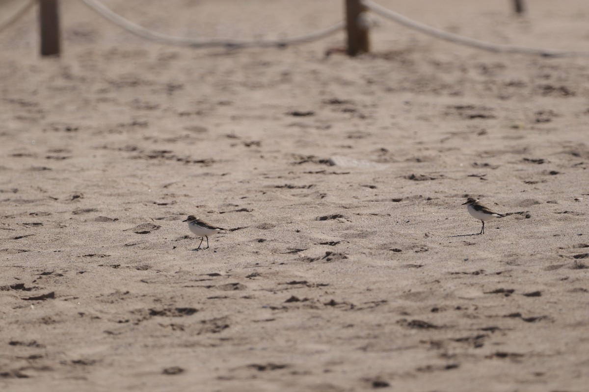 Kentish Plover - ML555648941