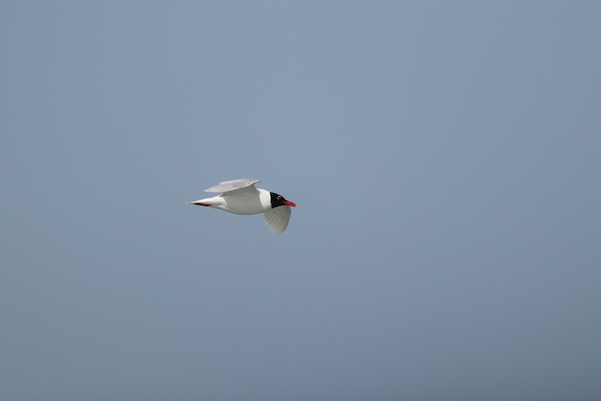 Gaviota Cabecinegra - ML555649021