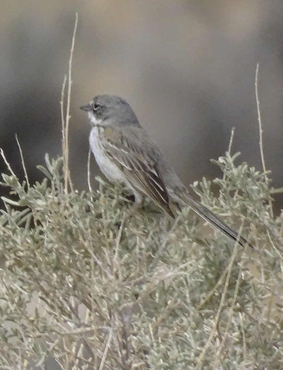 Bell's Sparrow - Nancy Overholtz