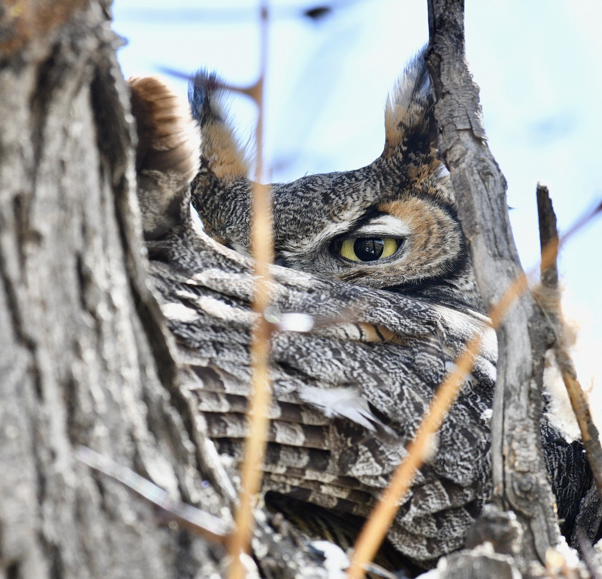 Great Horned Owl - ML555649121