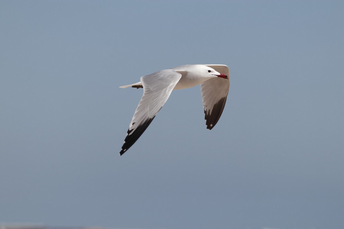 Gaviota de Audouin - ML555649291