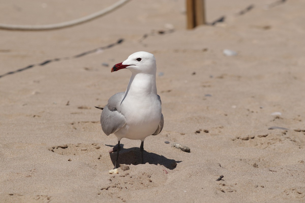 Audouin's Gull - Hector Gonzalez Arcelus