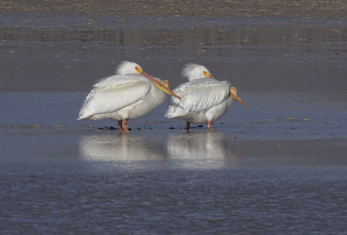 American White Pelican - ML555650511