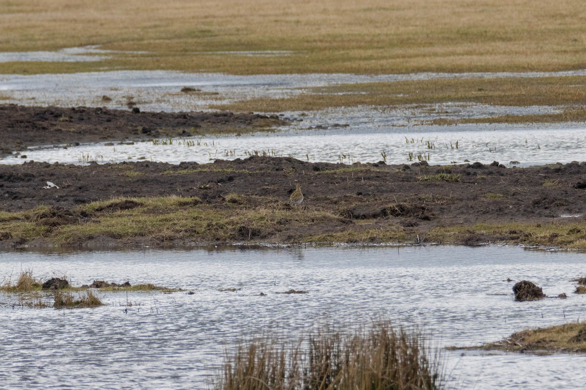 Dunlin - ML555650531