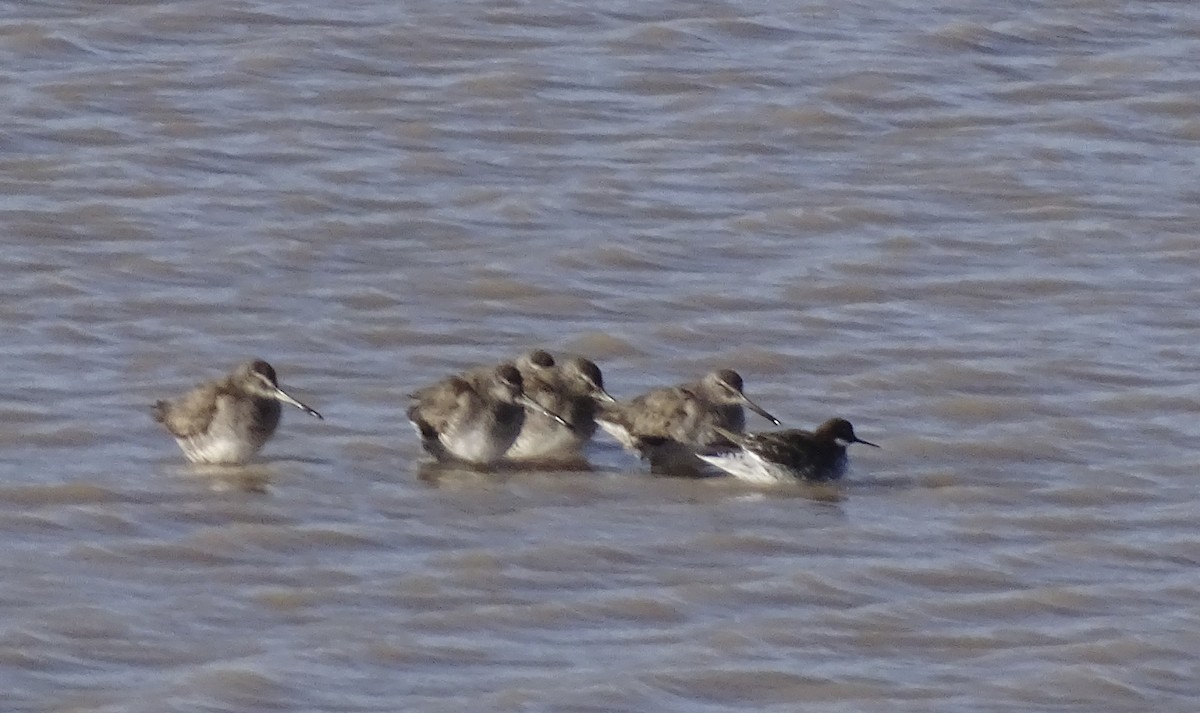 Red-necked Phalarope - ML555650541