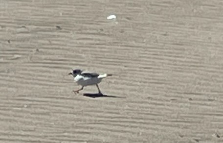 Piping Plover - ML555651221