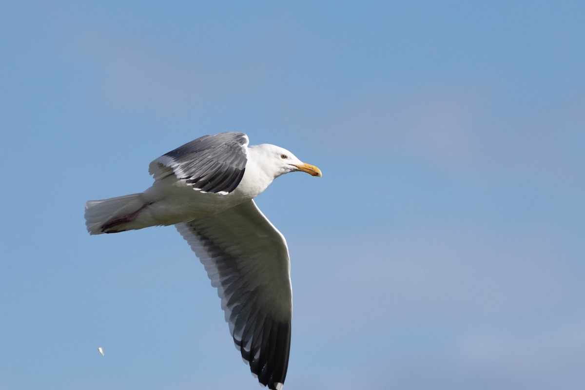 Goéland d'Audubon - ML555651381