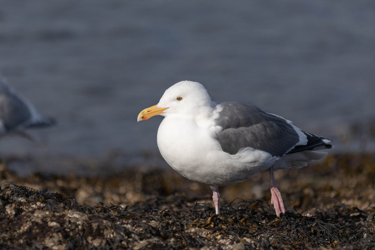 Western Gull - Kalvin Chan