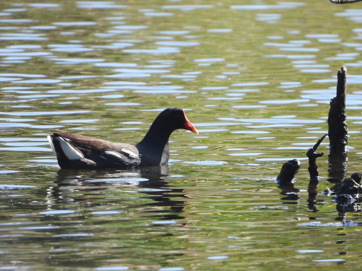 Common Gallinule - ML555651421