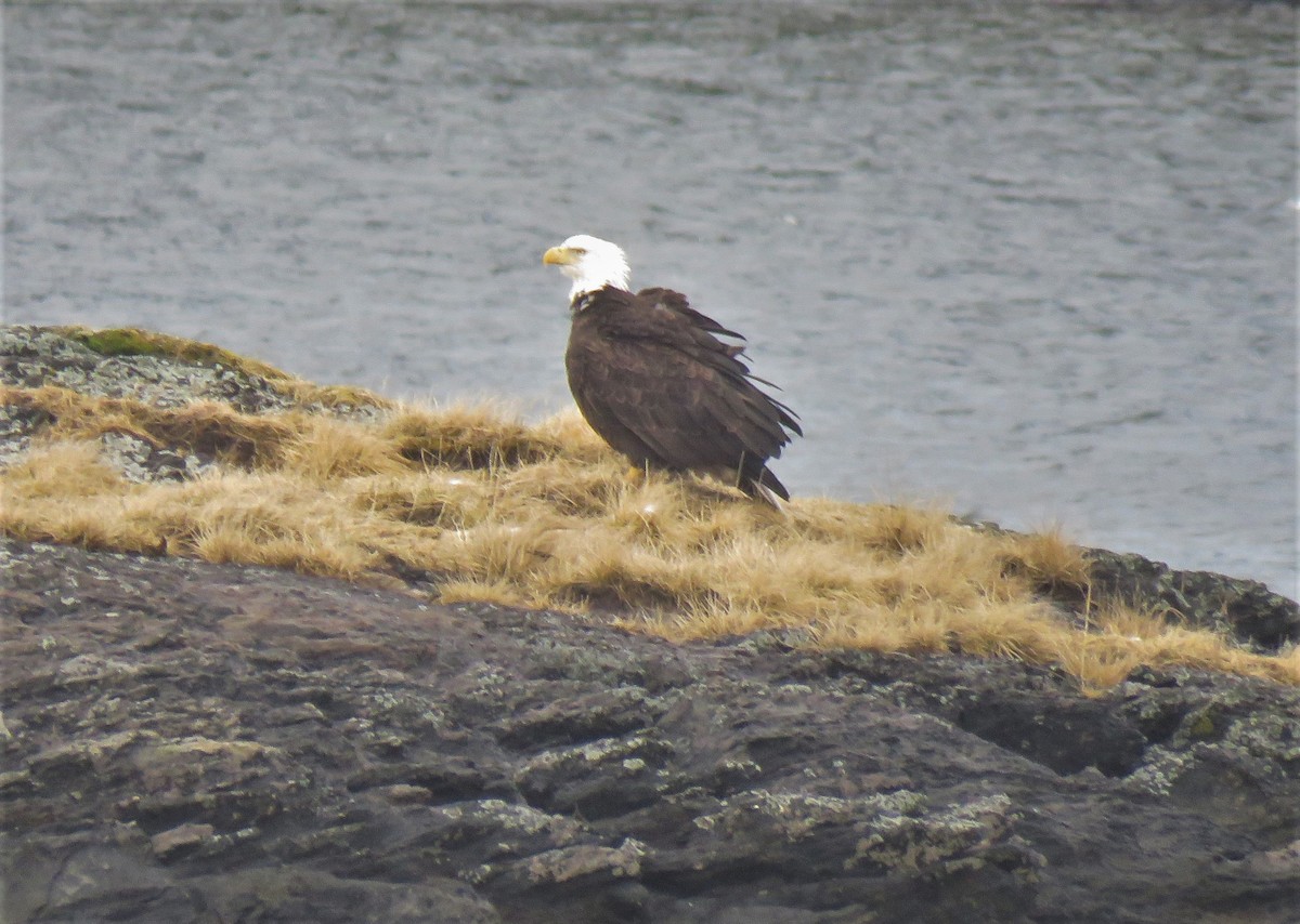 Weißkopf-Seeadler - ML555651561