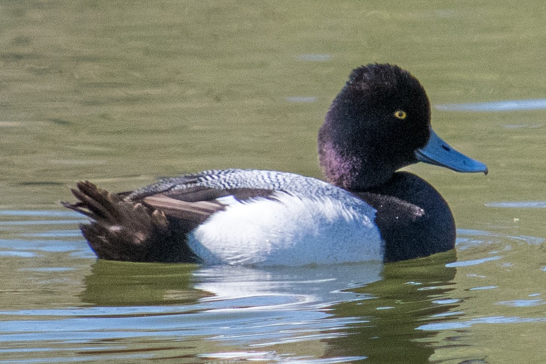 Lesser Scaup - ML555652221