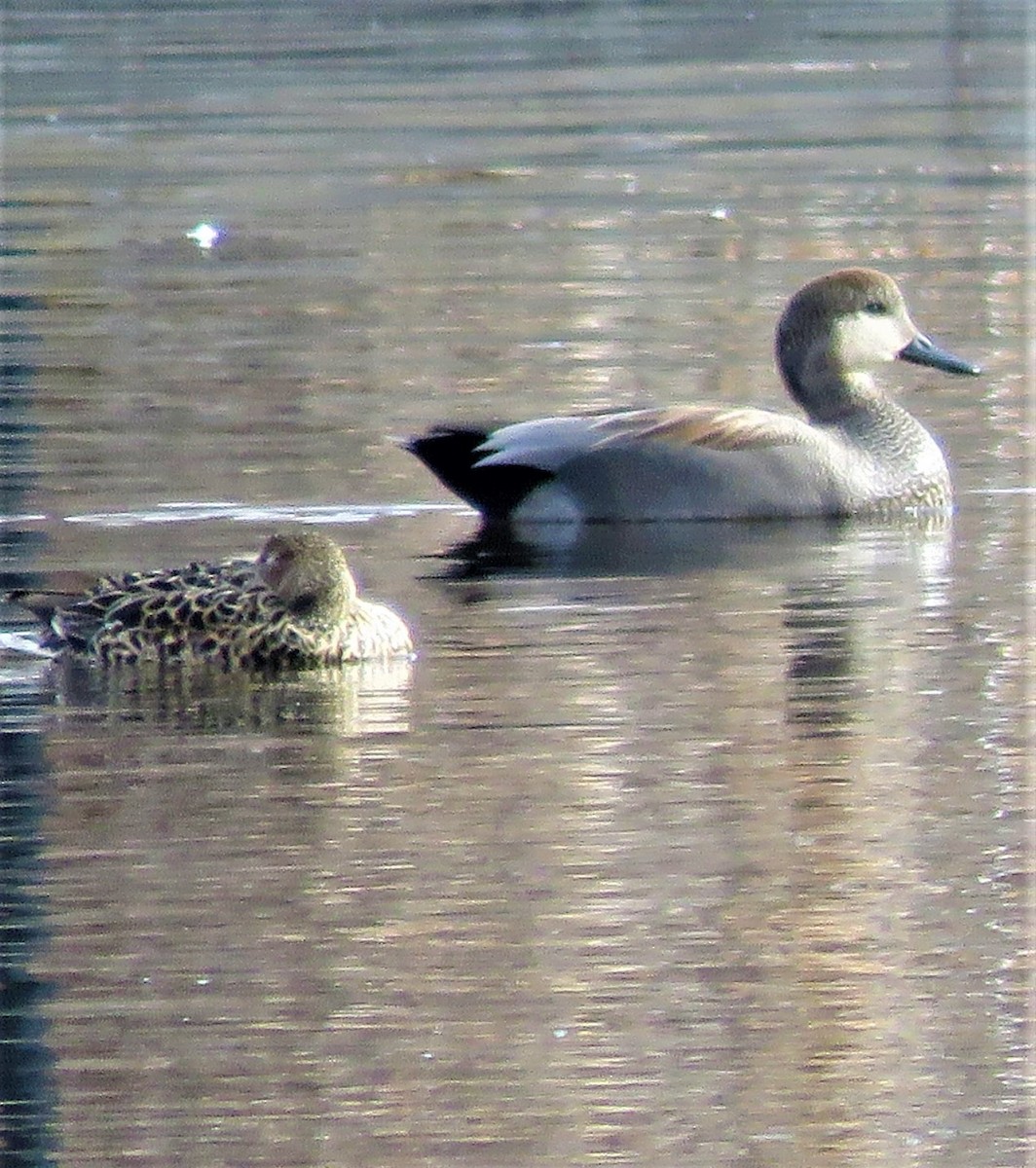 Gadwall - ML555653991