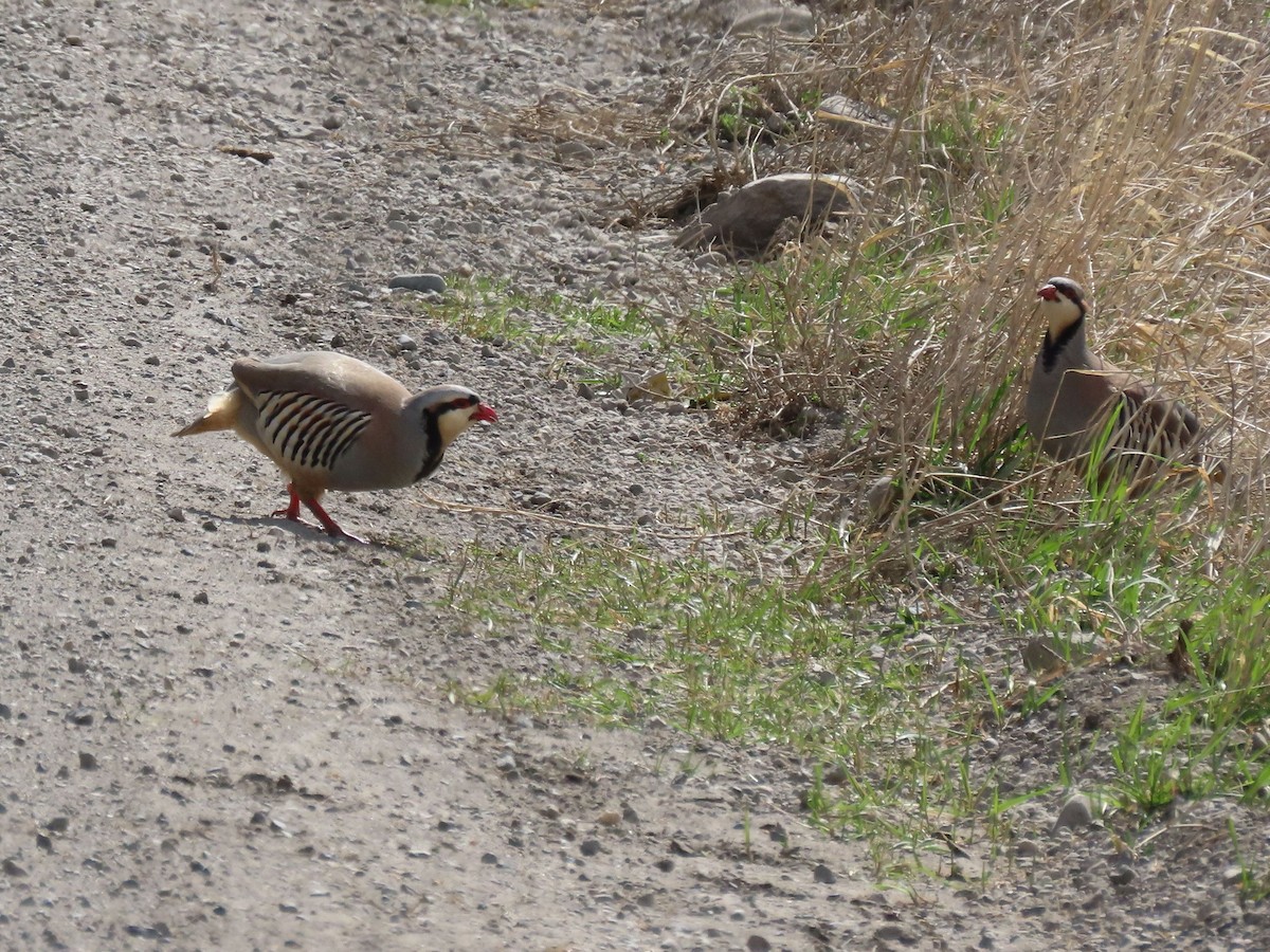 Chukar - ML555654221