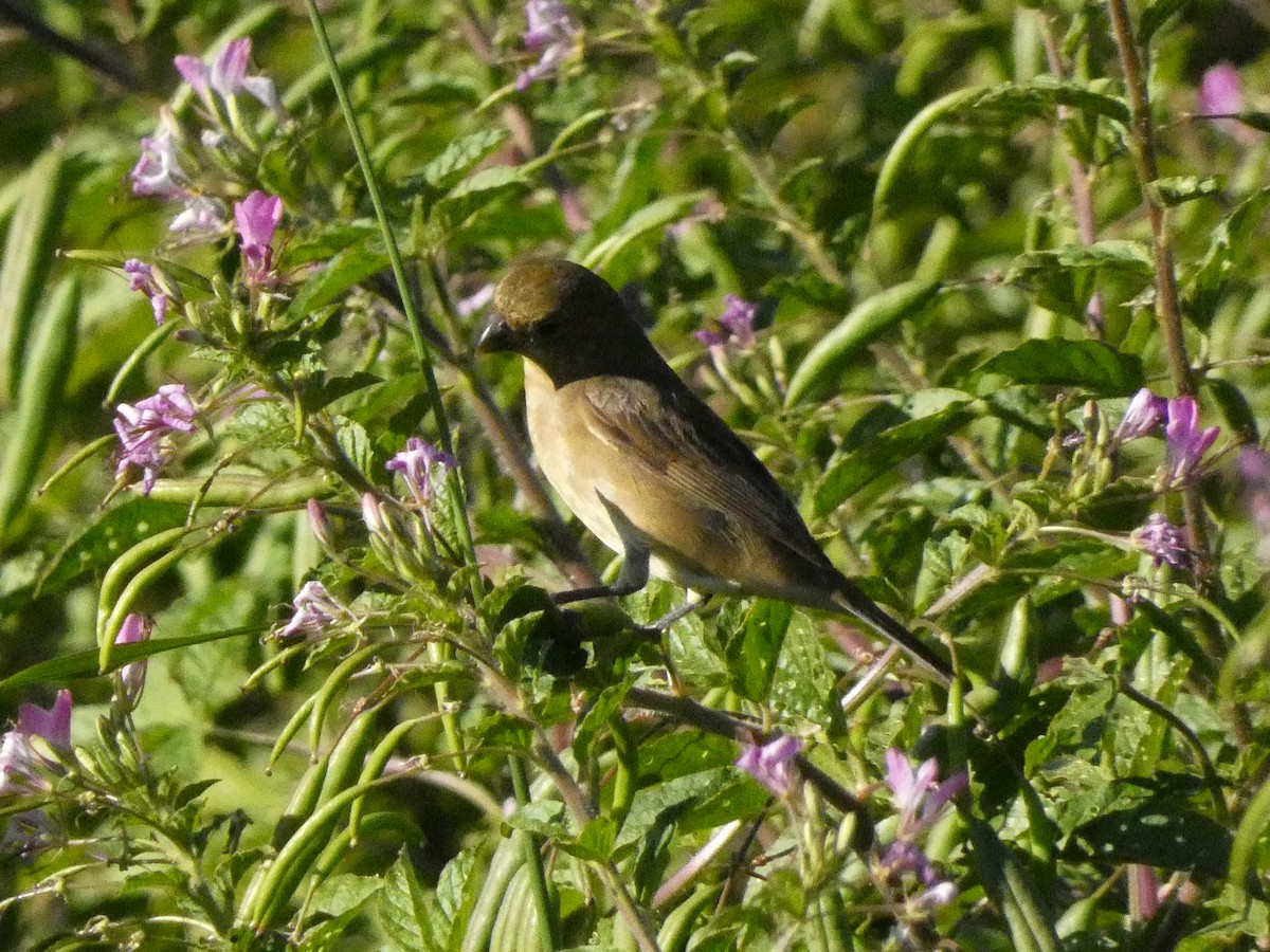 Double-collared Seedeater - ML555656031