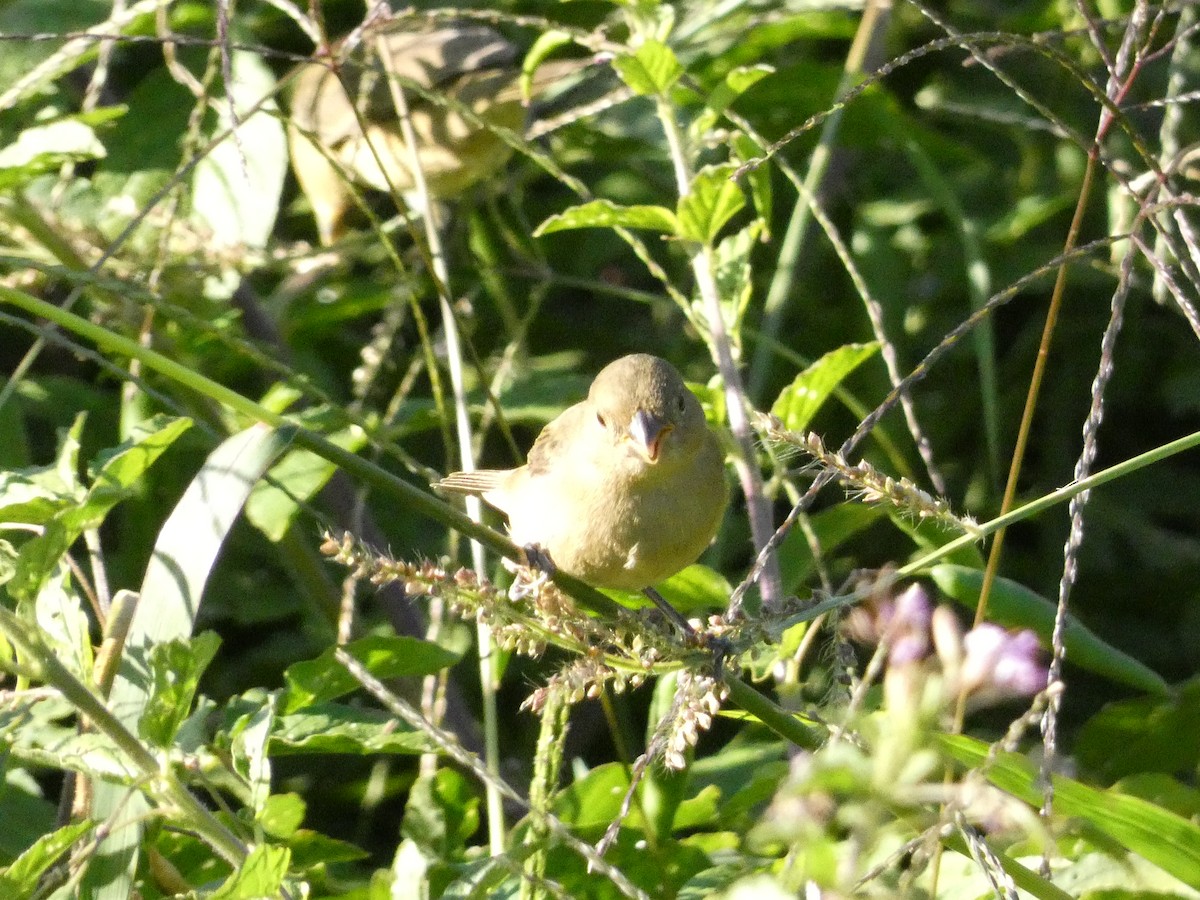 Double-collared Seedeater - ML555656361