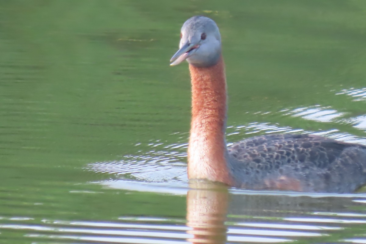 Great Grebe - ML555656601