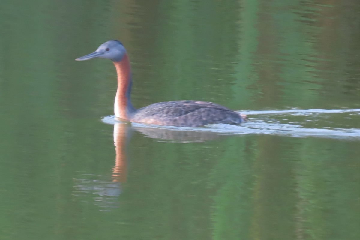 Great Grebe - ML555656611