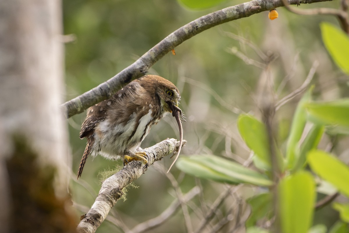 Austral Pygmy-Owl - ML555657261
