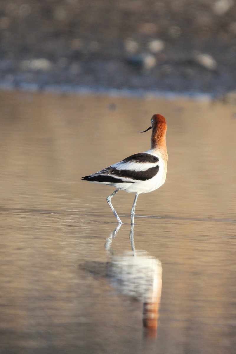 Avocette d'Amérique - ML555658511