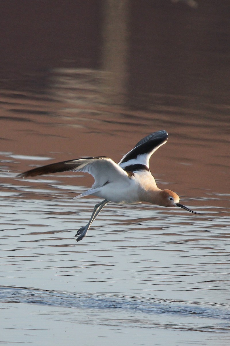 Avocette d'Amérique - ML555658521