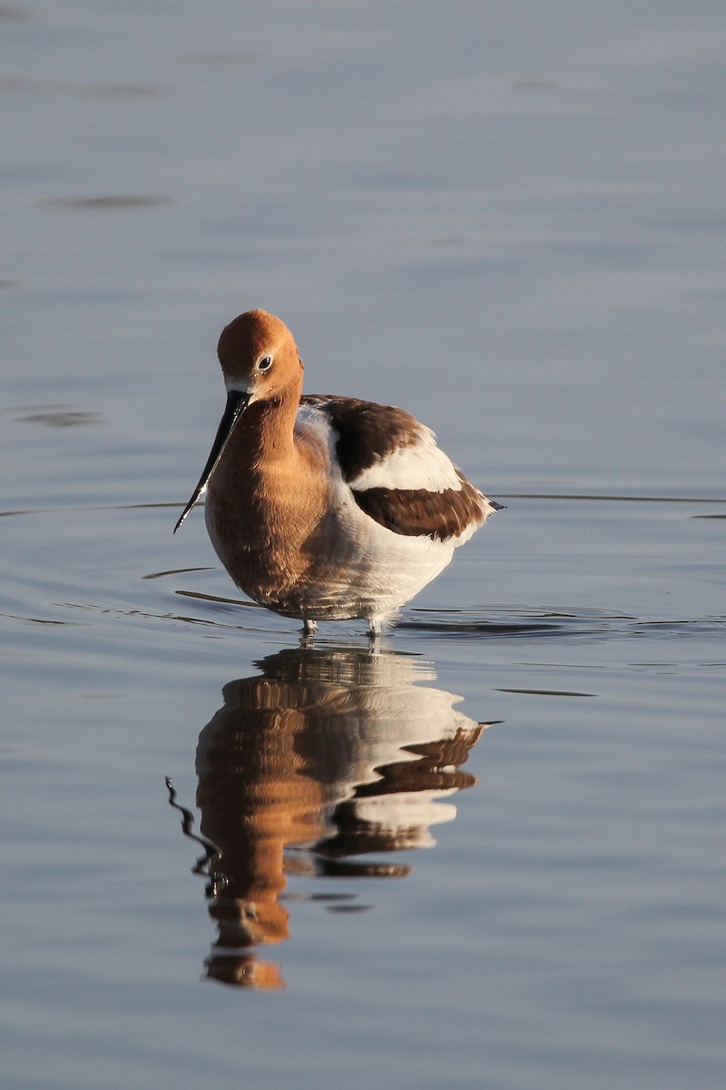 American Avocet - ML555658531