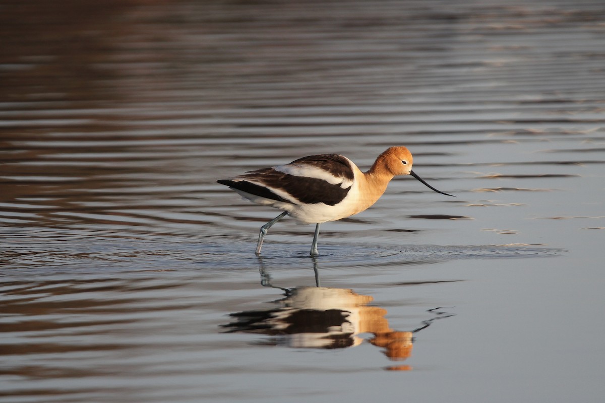 Avocette d'Amérique - ML555658561