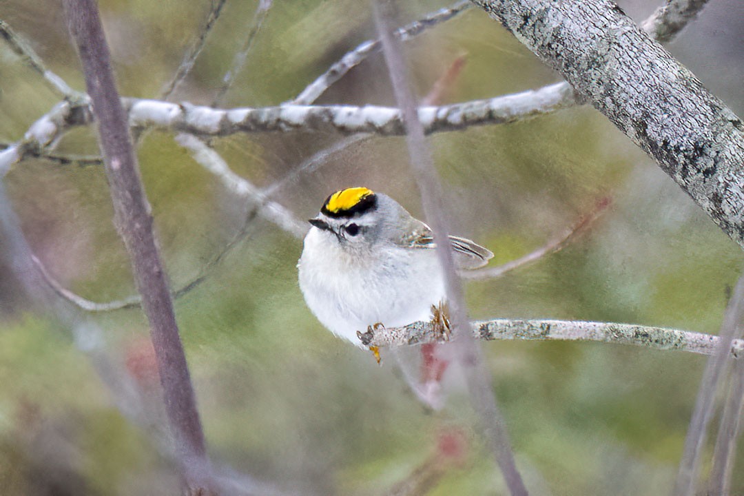 Golden-crowned Kinglet - ML555659011