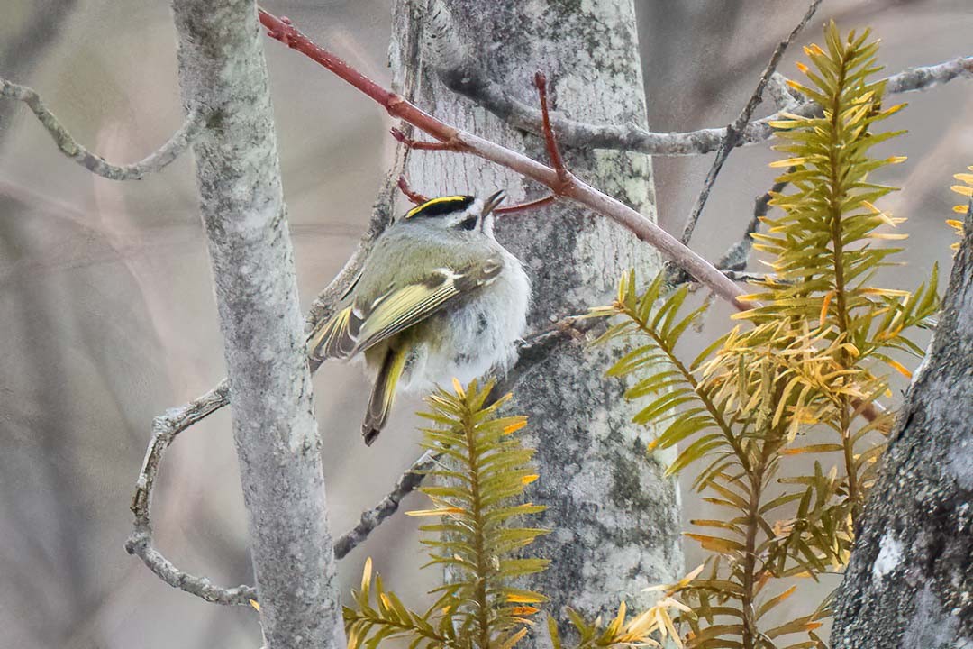 Golden-crowned Kinglet - ML555659021