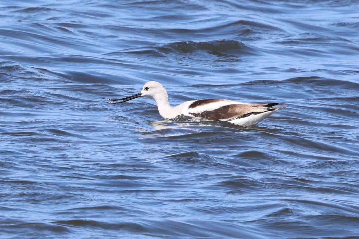 Avocette d'Amérique - ML555659171