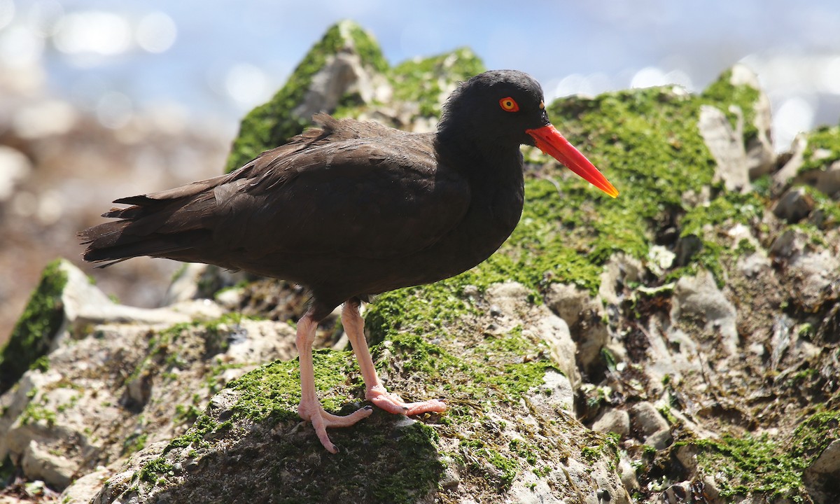 Black Oystercatcher - ML55565941