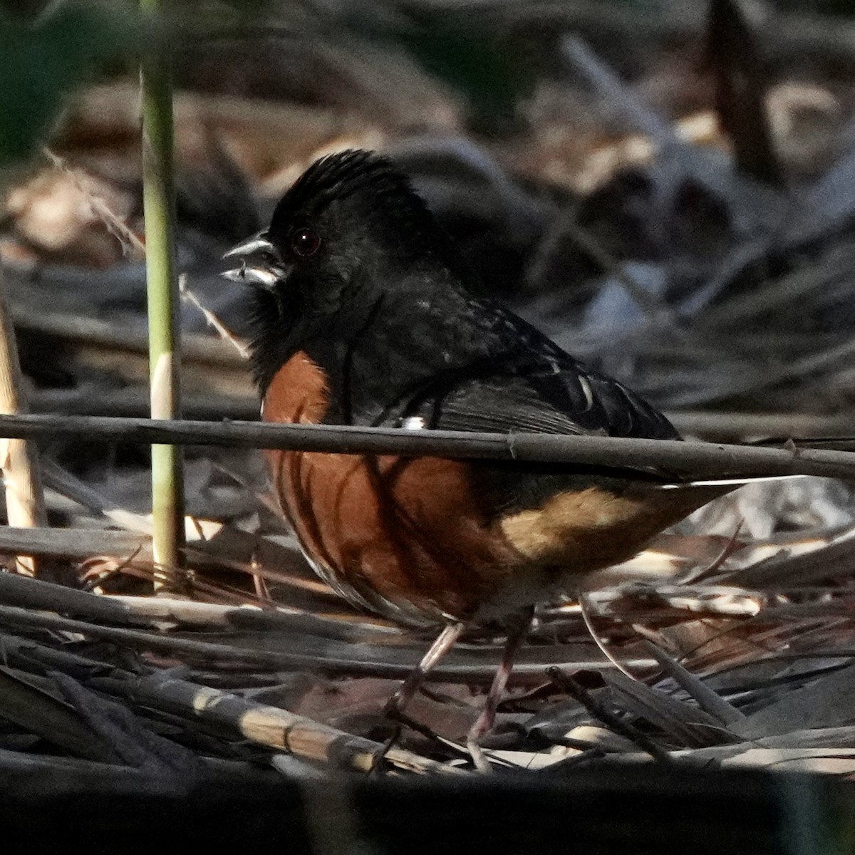 Eastern Towhee - ML555660411